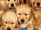 dogs!!!!